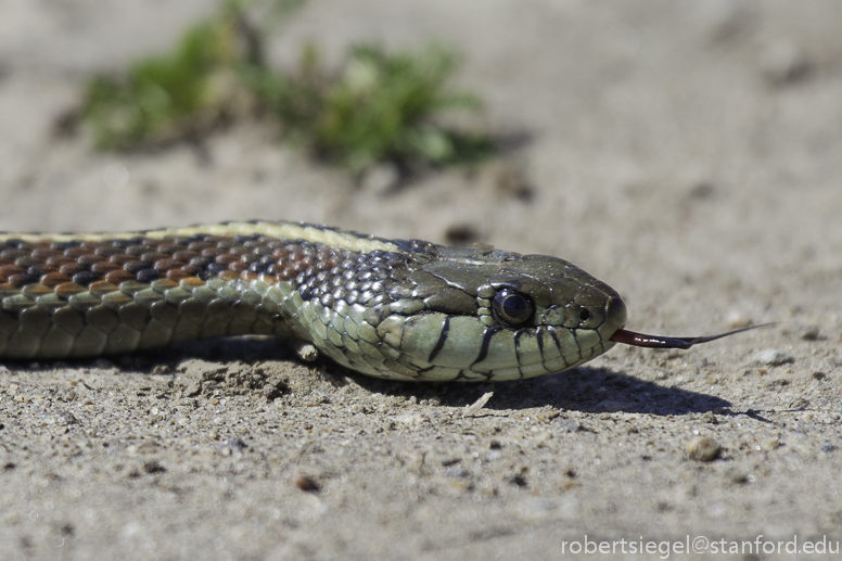 coast garter